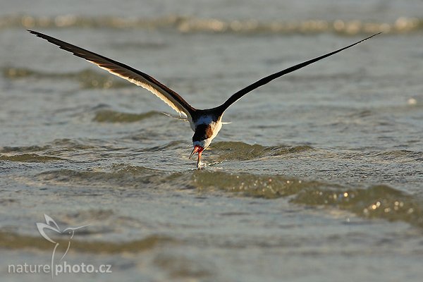 Zoboun americký (Rynchops niger), Zoboun americký (Rynchops niger), Black Skimmer, Autor: Ondřej Prosický | NaturePhoto.cz, Model: Canon EOS-1D Mark II N, Objektiv: Canon EF 400mm f/5.6 L USM, Ohnisková vzdálenost (EQ35mm): 520.00 mm, fotografováno z ruky, Clona: 7.1, Doba expozice: 1/2000 s, ISO: 250, Kompenzace expozice: 0 EV, Blesk: ano (externí Sigma EF-500 DG Super, -1 EV), Vytvořeno: 19. ledna 2007 16:54, Fort De Soto, Florida (USA)