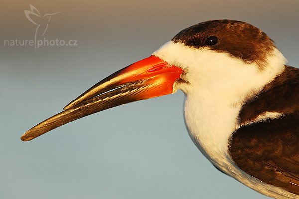 Zoboun americký (Rynchops niger), Zoboun americký (Rynchops niger), Black Skimmer, Autor: Ondřej Prosický | NaturePhoto.cz, Model: Canon EOS-1D Mark II N, Objektiv: Canon EF 300mm f/2.8 L IS USM + TC Canon 2x , Ohnisková vzdálenost (EQ35mm): 780.00 mm, fotografováno z ruky (IS zapnuto), Clona: 6.3, Doba expozice: 1/400 s, ISO: 200, Kompenzace expozice: 0 EV, Blesk: ne, Vytvořeno: 19. ledna 2007 17:40, Fort De Soto, Florida (USA)