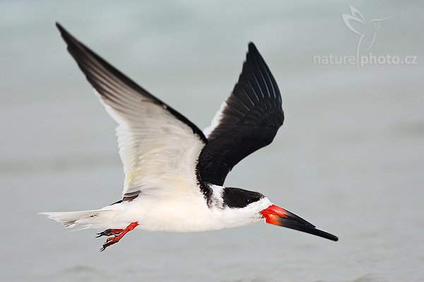 Zoboun americký (Rynchops niger), Zoboun americký (Rynchops niger), Black Skimmer, Autor: Ondřej Prosický | NaturePhoto.cz, Model: Canon EOS-1D Mark II N, Objektiv: Canon EF 400mm f/5.6 L USM, Ohnisková vzdálenost (EQ35mm): 520.00 mm, fotografováno z ruky, Clona: 6.3, Doba expozice: 1/640 s, ISO: 500, Kompenzace expozice: 0 EV, Blesk: ano (externí Sigma EF-500 DG Super, -1 EV), Vytvořeno: 18. ledna 2007 17:08, Fort De Soto, Florida (USA)