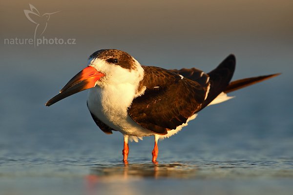 Zoboun americký (Rynchops niger), Zoboun americký (Rynchops niger), Black Skimmer, Autor: Ondřej Prosický | NaturePhoto.cz, Model: Canon EOS-1D Mark II N, Objektiv: Canon EF 300mm f/2.8 L IS USM + TC Canon 2x , Ohnisková vzdálenost (EQ35mm): 780.00 mm, fotografováno z ruky (IS zapnuto), Clona: 6.3, Doba expozice: 1/400 s, ISO: 200, Kompenzace expozice: 0 EV, Blesk: ne, Vytvořeno: 19. ledna 2007 17:39, Fort De Soto, Florida (USA)