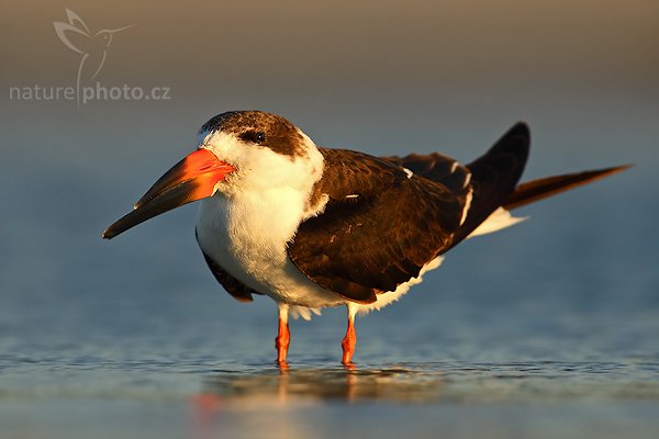 Zoboun americký (Rynchops niger), Zoboun americký (Rynchops niger), Black Skimmer, Autor: Ondřej Prosický | NaturePhoto.cz, Model: Canon EOS-1D Mark II N, Objektiv: Canon EF 300mm f/2.8 L IS USM + TC Canon 2x , Ohnisková vzdálenost (EQ35mm): 780.00 mm, fotografováno z ruky (IS zapnuto), Clona: 6.3, Doba expozice: 1/400 s, ISO: 200, Kompenzace expozice: 0 EV, Blesk: ne, Vytvořeno: 19. ledna 2007 17:39, Fort De Soto, Florida (USA)