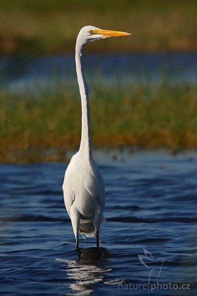 Volavka bílá (Egretta alba), Fotografie: Volavka bílá (Egretta alba), Autor: Ondřej Prosický | NaturePhoto.cz, Model: Canon EOS-1D Mark II N, Objektiv: Canon EF 400mm f/5.6 L USM, Ohnisková vzdálenost (EQ35mm): 520.00 mm, stativ Gitzo 1227 LVL, Clona: 8, Doba expozice: 1/640 s, ISO: 200, Kompenzace expozice: -1/3 EV, Blesk: ne, Vytvořeno: 21. ledna 2007 9:51, NP Everglades (Florida, USA)