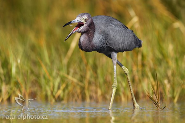 Volavka modrošedá (Egretta caerulea), Fotografie: Volavka bílá (Egretta alba), Little Blue Heron, Autor: Ondřej Prosický | NaturePhoto.cz, Model: Canon EOS 20D, Objektiv: Canon EF 400mm f/5.6 L USM, Ohnisková vzdálenost (EQ35mm): 640.00 mm, stativ Gitzo 1227 LVL, Clona: 7.1, Doba expozice: 1/500 s, ISO: 100, Kompenzace expozice: +1/3 EV, Blesk: ano (externí Sigma EF-500 DG Super, BB, -2EV), Vytvořeno: 15. ledna 2007 9:32, Fort De Soto, Florida (USA)