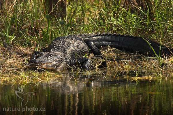 Aligátor americký (Alligator mississippiensis), Aligátor americký (Alligator mississippiensis), American Alligator, Autor: Ondřej Prosický | NaturePhoto.cz, Model: Canon EOS-1D Mark II N, Objektiv: Canon EF 400mm f/5.6 L USM, Ohnisková vzdálenost (EQ35mm): 520.00 mm, fotografováno z ruky, Clona: 7.1, Doba expozice: 1/400 s, ISO: 400, Kompenzace expozice: -2/3 EV, Blesk: ne, Vytvořeno: 21. ledna 2007 11:55, NP Everglades, Florida (USA)