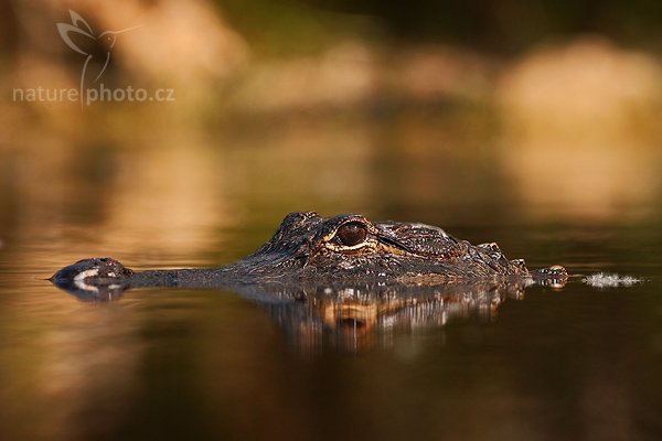 Aligátor americký (Alligator mississippiensis), Aligátor americký (Alligator mississippiensis), American Alligator, Autor: Ondřej Prosický | NaturePhoto.cz, Model: Canon EOS-1D Mark II N, Objektiv: Canon EF 400mm f/5.6 L USM, Ohnisková vzdálenost (EQ35mm): 520.00 mm, fotografováno z ruky, Clona: 7.1, Doba expozice: 1/400 s, ISO: 400, Kompenzace expozice: -2/3 EV, Blesk: ne, Vytvořeno: 21. ledna 2007 17:02, NP Everglades, Florida (USA)