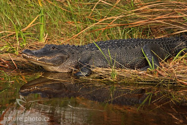 Aligátor americký (Alligator mississippiensis), Aligátor americký (Alligator mississippiensis), American Alligator, Autor: Ondřej Prosický | NaturePhoto.cz, Model: Canon EOS-1D Mark II N, Objektiv: Canon EF 400mm f/5.6 L USM, Ohnisková vzdálenost (EQ35mm): 520.00 mm, stativ Gitzo 1227 LVL, Clona: 8.0, Doba expozice: 1/125 s, ISO: 500, Kompenzace expozice: +1/3 EV, Blesk: ne, Vytvořeno: 16. ledna 2007 10:22, NP Everglades, Florida (USA)