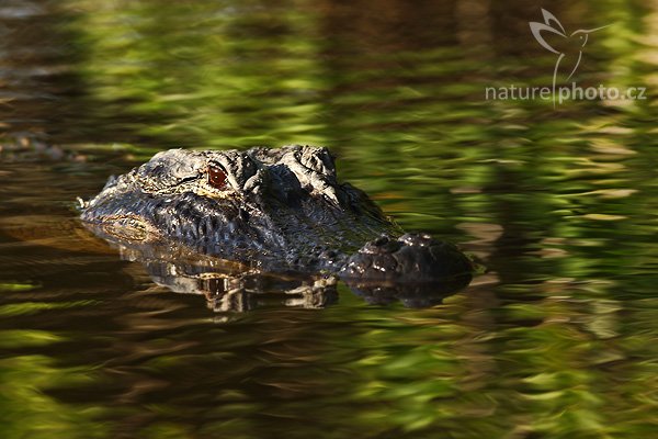 Aligátor americký (Alligator mississippiensis), Aligátor americký (Alligator mississippiensis), American Alligator, Autor: Ondřej Prosický | NaturePhoto.cz, Model: Canon EOS-1D Mark II N, Objektiv: Canon EF 400mm f/5.6 L USM, Ohnisková vzdálenost (EQ35mm): 520.00 mm, fotografováno z lodi, Clona: 6.3, Doba expozice: 1/125 s, ISO: 100, Kompenzace expozice: -1/3 EV, Blesk: ne, Vytvořeno: 16. ledna 2007 16:27, NP Everglades, Florida (USA)