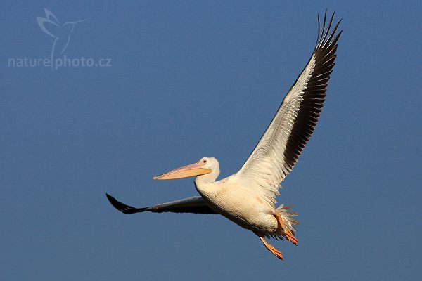 Pelikán bílý (Pelecanus erythrorhynchos), Pelikán bílý (Pelecanus erythrorhynchos), White Pelican, Autor: Ondřej Prosický | NaturePhoto.cz, Model: Canon EOS-1D Mark II N, Objektiv: Canon EF 400mm f/5.6 L USM, Ohnisková vzdálenost (EQ35mm): 520.00 mm, fotografováno z ruky, Clona: 7.1, Doba expozice: 1/3200 s, ISO: 200, Kompenzace expozice: -1/3 EV, Blesk: ne, Vytvořeno: 21. ledna 2007 9:05, NP Everglades, Florida (USA)