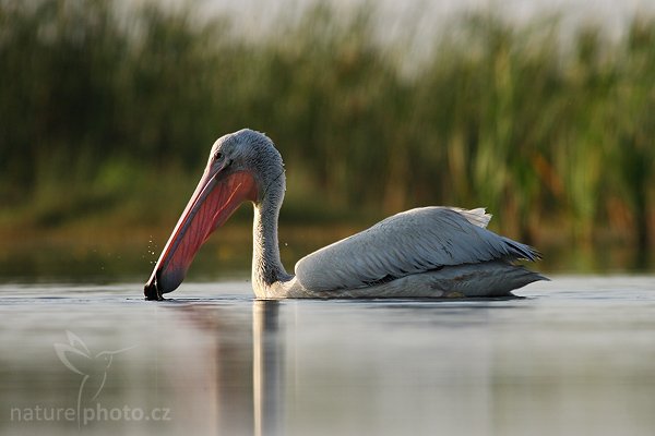 Pelikán bílý (Pelecanus erythrorhynchos), Pelikán bílý (Pelecanus erythrorhynchos), White Pelican, Autor: Ondřej Prosický | NaturePhoto.cz, Model: Canon EOS-1D Mark II N, Objektiv: Canon EF 400mm f/5.6 L USM, Ohnisková vzdálenost (EQ35mm): 520.00 mm, fotografováno z ruky, Clona: 6.3, Doba expozice: 1/800 s, ISO: 320, Kompenzace expozice: -2/3 EV, Blesk: ne, Vytvořeno: 22. ledna 2007 8:28, NP Everglades, Florida (USA)