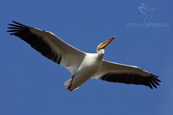 Pelikán bílý (Pelecanus erythrorhynchos), Pelikán bílý (Pelecanus erythrorhynchos), White Pelican, Autor: Ondřej Prosický | NaturePhoto.cz, Model: Canon EOS-1D Mark II N, Objektiv: Canon EF 400mm f/5.6 L USM, Ohnisková vzdálenost (EQ35mm): 520.00 mm, fotografováno z ruky, Clona: 6.3, Doba expozice: 1/1600 s, ISO: 320, Kompenzace expozice: 0 EV, Blesk: ne, Vytvořeno: 22. ledna 2007 10:08, NP Everglades, Florida (USA)