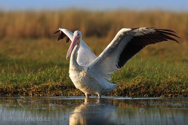 Pelikán bílý (Pelecanus erythrorhynchos), Pelikán bílý (Pelecanus erythrorhynchos), White Pelican, Autor: Ondřej Prosický | NaturePhoto.cz, Model: Canon EOS-1D Mark II N, Objektiv: Canon EF 400mm f/5.6 L USM, Ohnisková vzdálenost (EQ35mm): 520.00 mm, stativ Gitzo LVL, Clona: 6.3, Doba expozice: 1/1600 s, ISO: 320, Kompenzace expozice: -1/3 EV, Blesk: ne, Vytvořeno: 22. ledna 2007 10:08, NP Everglades, Florida (USA)