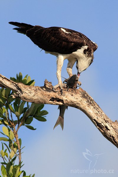 Orlovec říční (Pandion haliaetus), Orlovec říční (Pandion haliaetus), Osprey, Autor: Ondřej Prosický | NaturePhoto.cz, Aparát: Canon EOS 20D, Objektiv: Canon EF 400mm f/5.6 L USM + TC Canon 2x, Ohnisková vzdálenost (EQ35mm): 1280 mm, stativ Gitzo 1227 LVL, Clona: 11, Doba expozice: 1/320 s, ISO: 100, Kompenzace expozice: +1/3 EV, Blesk: ne, Vytvořeno: 22. ledna 2007 14:58, Everglades City, Florida (USA)