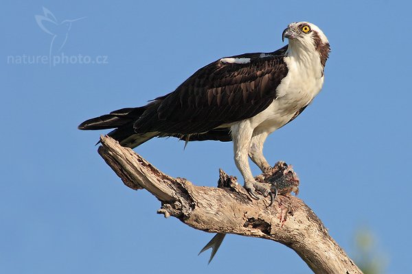 Orlovec říční (Pandion haliaetus), Orlovec říční (Pandion haliaetus), Osprey, Autor: Ondřej Prosický | NaturePhoto.cz, Aparát: Canon EOS 20D, Objektiv: Canon EF 400mm f/5.6 L USM + TC Canon 2x, Ohnisková vzdálenost (EQ35mm): 1280 mm, stativ Gitzo 1227 LVL, Clona: 11, Doba expozice: 1/200 s, ISO: 100, Kompenzace expozice: +2/3 EV, Blesk: ne, Vytvořeno: 22. ledna 2007 15:15, Everglades City, Florida (USA)