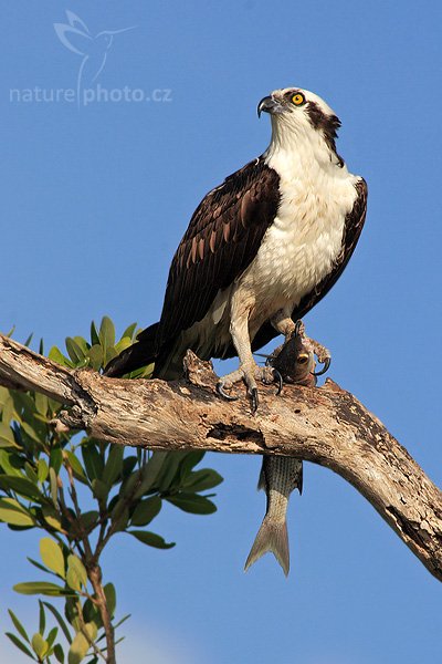 Orlovec říční (Pandion haliaetus), Orlovec říční (Pandion haliaetus), Osprey, Autor: Ondřej Prosický | NaturePhoto.cz, Aparát: Canon EOS 20D, Objektiv: Canon EF 400mm f/5.6 L USM + TC Canon 2x, Ohnisková vzdálenost (EQ35mm): 1280 mm, stativ Gitzo 1227 LVL, Clona: 11, Doba expozice: 1/320 s, ISO: 100, Kompenzace expozice: +1/3 EV, Blesk: ne, Vytvořeno: 22. ledna 2007 14:57, Everglades City, Florida (USA)