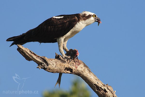 Orlovec říční (Pandion haliaetus), Orlovec říční (Pandion haliaetus), Osprey, Autor: Ondřej Prosický | NaturePhoto.cz, Aparát: Canon EOS 20D, Objektiv: Canon EF 400mm f/5.6 L USM + TC Canon 2x, Ohnisková vzdálenost (EQ35mm): 1280 mm, stativ Gitzo 1227 LVL, Clona: 11, Doba expozice: 1/250 s, ISO: 100, Kompenzace expozice: +1/3 EV, Blesk: ne, Vytvořeno: 22. ledna 2007 15:07, Everglades City, Florida (USA)