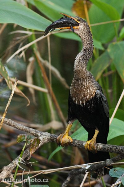 Anhinga americká (Anhinga anhinga), Anhinga americká (Anhinga anhinga), AnhingaAutor: Ondřej Prosický | NaturePhoto.cz, Model: Canon EOS-1D Mark II N, Objektiv: Canon EF 400mm f/5.6 L USM, Ohnisková vzdálenost (EQ35mm): 520.00 mm, stativ Gitzo LVL, Clona: 6.3, Doba expozice: 1/200 s, ISO: 640, Kompenzace expozice: -1/3 EV, Blesk: Ano (externí Sigma EF-500 DG Super, -1 EV), Vytvořeno: 20. ledna 2007 16:16, Big Cyprus WR, Florida (USA)