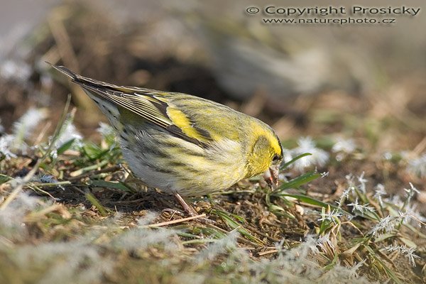 Čížek lesní (Carduelis spinus), Čížek lesní (Carduelis spinus), Autor: Ondřej Prosický, model aparátu: Canon EOS 300D DIGITAL, objektiv: Canon EF 400mm f/5,6 L USM, monopod Manfrotto 681B + 234RC, clona: 7.1, doba expozice: 1/200 s, ISO: 100, vyvážení expozice: 0, blesk: ano, vytvořeno: 5. února 2005 12:58, Lety - na břehu Berounky (ČR)
 
 