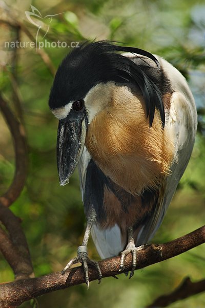 Volavčík člunozobý (Cochlearius cochlearius), Fotografie: Volavčík člunozobý (Cochlearius cochlearius), Boat-billed Heron, Ondřej Prosický | NaturePhoto.cz, Model: Canon EOS-1D Mark II N, Objektiv: Canon EF 400mm f/5.6 L USM, Ohnisková vzdálenost (EQ35mm): 520.00 mm, stativ Gitzo LVL, Clona: 6.3, Doba expozice: 1/250 s, ISO: 400, Kompenzace expozice: 0 EV, Blesk: Ano (externí Sigma EF-500 DG Super, -2 EV), Vytvořeno: 19. ledna 2007 12:41, Tampa, Florida (USA)