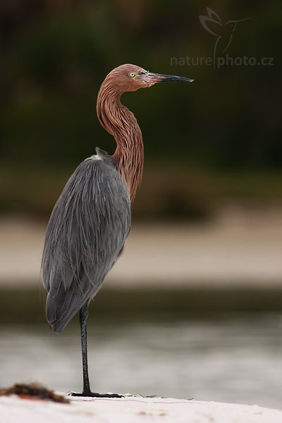 Volavka červenavá (Egretta rufescens), Fotografie: Volavka červenavá (Egretta rufescens), Reddish Egret, Ondřej Prosický | NaturePhoto.cz, Model: Canon EOS-1D Mark II N, Objektiv: Canon EF 400mm f/5.6 L USM, Ohnisková vzdálenost (EQ35mm): 520.00 mm, stativ Gitzo LVL, Clona: 6.3, Doba expozice: 1/400 s, ISO: 100, Kompenzace expozice: 0 EV, Blesk: Ano (externí Sigma EF-500 DG Super, -2 EV), Vytvořeno: 18. ledna 2007 10:28, Fort De Soto, Florida (USA)