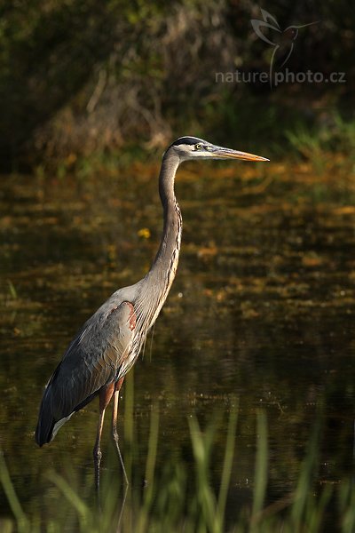 Volavka velká (Ardea herodias), Volavka velká (Ardea herodias), Autor: Ondřej Prosický | NaturePhoto.cz, Model: Canon EOS-1D Mark II N, Objektiv: Canon EF 400mm f/5.6 L USM, Ohnisková vzdálenost (EQ35mm): 520.00 mm, fotografováno z ruky, Clona: 7.1, Doba expozice: 1/1000 s, ISO: 250, Kompenzace expozice: -2/3 EV, Blesk: ne, Vytvořeno: 21. ledna 2007 9:58, NP Everglades, Florida (USA)