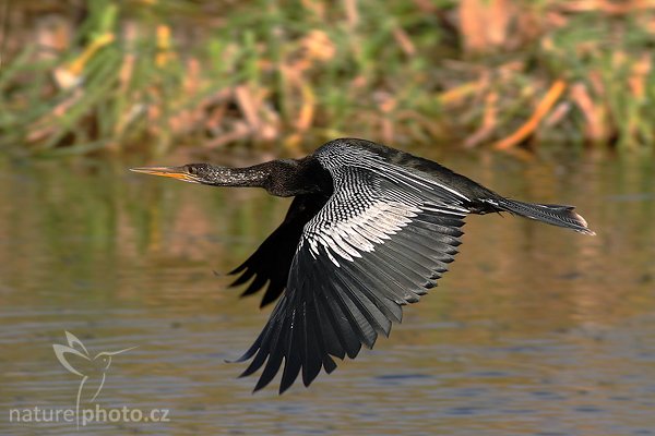 Anhinga americká (Anhinga anhinga), Anhinga americká (Anhinga anhinga), Anhinga, Autor: Ondřej Prosický | NaturePhoto.cz, Model: Canon EOS-1D Mark II N, Objektiv: Canon EF 400mm f/5.6 L USM, Ohnisková vzdálenost (EQ35mm): 520.00 mm, fotografováno z ruky, Clona: 6.3, Doba expozice: 1/200 s, ISO: 320, Kompenzace expozice: 0 EV, Blesk: ne, Vytvořeno: 22. ledna 2007 10:19, Everglades, Florida (USA)