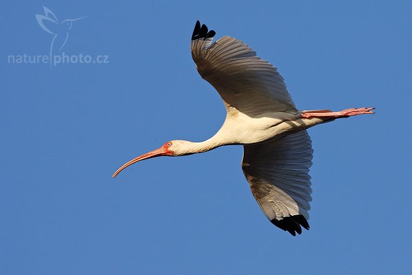 Ibis bílý (Eudocimus albus), Ibis bílý (Eudocimus albus), White Ibis, Autor: Ondřej Prosický | NaturePhoto.cz, Model: Canon EOS-1D Mark II N, Objektiv: Canon EF 400mm f/5.6 L USM, Ohnisková vzdálenost (EQ35mm): 520.00 mm, stativ Gitzo LVL, Clona: 7.1, Doba expozice: 1/1250 s, ISO: 250, Kompenzace expozice: 0 EV, Blesk: ne, Vytvořeno: 21. ledna 2007 8:12, Everglades, Florida (USA)