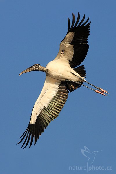 Nesyt lesní (Mycteria americana), Nesyt lesní (Mycteria americana), Wood Stork, Autor: Ondřej Prosický | NaturePhoto.cz, Model: Canon EOS-1D Mark II N, Objektiv: Canon EF 400mm f/5.6 L USM, Ohnisková vzdálenost (EQ35mm): 520.00 mm, stativ Gitzo 1227, Clona: 7.1, Doba expozice: 1/2500 s, ISO: 200, Kompenzace expozice: -1/3 EV, Blesk: ne, Vytvořeno: 21. ledna 2007 8:40, Everglades, Sanibel, (Florida, USA)