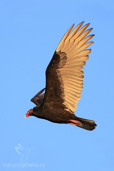 Kondor krocanovitý (Cathartes aura), Kondor krocanovitý (Cathartes aura), Turkey Vulture, Autor: Ondřej Prosický | NaturePhoto.cz, Model: Canon EOS-1D Mark II N, Objektiv: Canon EF 400mm f/5.6 L USM, Ohnisková vzdálenost (EQ35mm): 520.00 mm, stativ Gitzo 1227, Clona: 6.3, Doba expozice: 1/1000 s, ISO: 100, Kompenzace expozice: +1/3 EV, Blesk: ne, Vytvořeno: 16. ledna 2007 17:23, Everglades, Florida (USA)