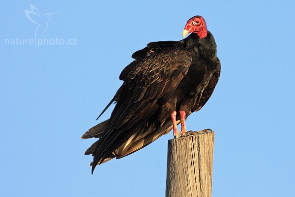 Kondor krocanovitý (Cathartes aura), Kondor krocanovitý (Cathartes aura), Turkey Vulture, Autor: Ondřej Prosický | NaturePhoto.cz, Model: Canon EOS-1D Mark II N, Objektiv: Canon EF 400mm f/5.6 L USM, Ohnisková vzdálenost (EQ35mm): 520.00 mm, stativ Gitzo 1227, Clona: 6.3, Doba expozice: 1/1200 s, ISO: 400, Kompenzace expozice: +2/3 EV, Blesk: ne, Vytvořeno: 16. ledna 2007 17:23, Everglades, Florida (USA)