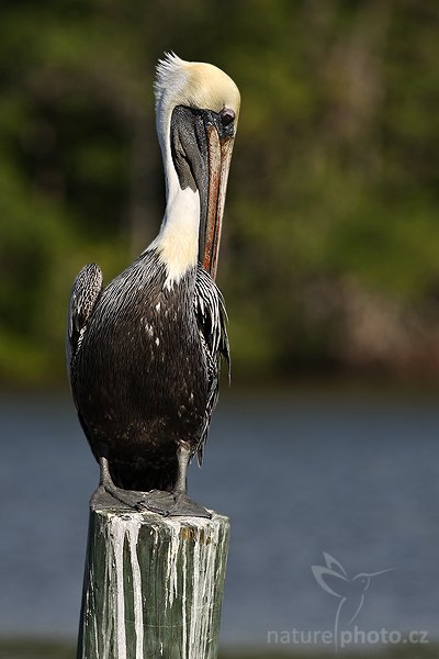 Pelikán hnědý (Pelecanus occidentalis), Pelikán hnědý (Pelecanus occidentalis), Brown Pelican, Autor: Ondřej Prosický | NaturePhoto.cz, Model: Canon EOS-1D Mark II N, Objektiv: Canon EF 400mm f/5.6 L USM, Ohnisková vzdálenost (EQ35mm): 520.00 mm, stativ Gitzo 1227, Clona: 5.6, Doba expozice: 1/1000 s, ISO: 100, Kompenzace expozice: -2/3 EV, Blesk: ne, Vytvořeno: 16. ledna 2007 14:09, Everglades, Florida (USA)