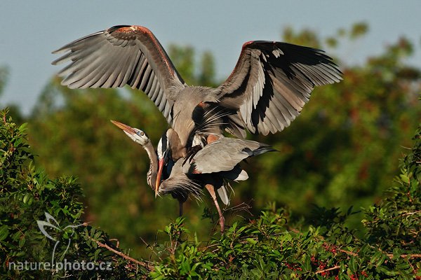 Volavka velká (Ardea herodias), Volavka velká (Ardea herodias), Great Blue Heron, Autor: Ondřej Prosický | NaturePhoto.cz, Model: Canon EOS-1D Mark II N, Objektiv: Canon EF 400mm f/5.6 L USM + TC Kenko SHQ 1,5x, Ohnisková vzdálenost (EQ35mm): 780 mm, fotografováno z ruky, Clona: 6.3, Doba expozice: 1/1600 s, ISO: 200, Kompenzace expozice: -2/3 EV, Blesk: ne, Vytvořeno: 20. ledna 2007 9:18, Venice, Florida (USA)