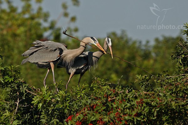 Volavka velká (Ardea herodias), Volavka velká (Ardea herodias), Great Blue Heron, Autor: Ondřej Prosický | NaturePhoto.cz, Model: Canon EOS-1D Mark II N, Objektiv: Canon EF 400mm f/5.6 L USM + TC Kenko SHQ 1,5x, Ohnisková vzdálenost (EQ35mm): 780 mm, fotografováno z ruky, Clona: 6.3, Doba expozice: 1/1600 s, ISO: 160, Kompenzace expozice: -2/3 EV, Blesk: ne, Vytvořeno: 20. ledna 2007 9:59, Venice, Florida (USA)