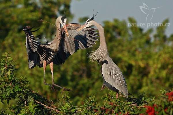 Volavka velká (Ardea herodias), Volavka velká (Ardea herodias), Great Blue Heron, Autor: Ondřej Prosický | NaturePhoto.cz, Model: Canon EOS-1D Mark II N, Objektiv: Canon EF 400mm f/5.6 L USM + TC Kenko SHQ 1,5x, Ohnisková vzdálenost (EQ35mm): 780 mm, fotografováno z ruky, Clona: 6.3, Doba expozice: 1/1000 s, ISO: 200, Kompenzace expozice: -2/3 EV, Blesk: ne, Vytvořeno: 20. ledna 2007 9:05, Venice, Florida (USA)