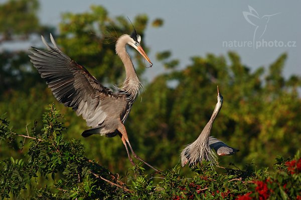 Volavka velká (Ardea herodias), Volavka velká (Ardea herodias), Great Blue Heron, Autor: Ondřej Prosický | NaturePhoto.cz, Model: Canon EOS-1D Mark II N, Objektiv: Canon EF 400mm f/5.6 L USM + TC Kenko SHQ 1,5x, Ohnisková vzdálenost (EQ35mm): 780 mm, fotografováno z ruky, Clona: 6.3, Doba expozice: 1/1250 s, ISO: 200, Kompenzace expozice: -2/3 EV, Blesk: ne, Vytvořeno: 20. ledna 2007 8:57, Venice, Florida (USA)