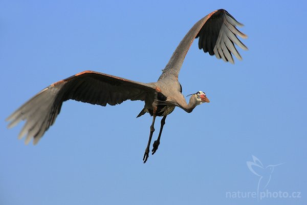 Volavka velká (Ardea herodias), Volavka velká (Ardea herodias), Great Blue Heron, Autor: Ondřej Prosický | NaturePhoto.cz, Model: Canon EOS-1D Mark II N, Objektiv: Canon EF 400mm f/5.6 L USM + TC Kenko SHQ 1,5x, Ohnisková vzdálenost (EQ35mm): 780 mm, fotografováno z ruky, Clona: 6.3, Doba expozice: 1/1000 s, ISO: 320, Kompenzace expozice: 0 EV, Blesk: ne, Vytvořeno: 17. ledna 2007 9:37, Venice, Florida (USA)