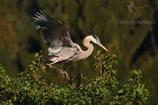 Volavka velká (Ardea herodias), Volavka velká (Ardea herodias), Great Blue Heron, Autor: Ondřej Prosický | NaturePhoto.cz, Model: Canon EOS-1D Mark II N, Objektiv: Canon EF 400mm f/5.6 L USM + TC Kenko 1,5x, Ohnisková vzdálenost (EQ35mm): 780 mm, stativ Gitzo 1227, Clona: 6.3, Doba expozice: 1/1250 s, ISO: 200, Kompenzace expozice: -2/3 EV, Blesk: ne, Vytvořeno: 20. ledna 2007 9:15, Venice, Florida (USA)