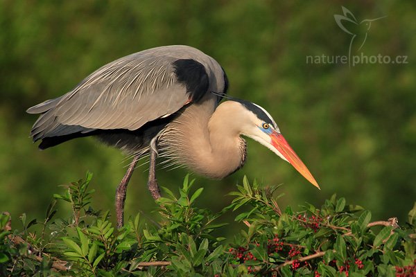 Volavka velká (Ardea herodias), Volavka velká (Ardea herodias), Great Blue Heron, Autor: Ondřej Prosický | NaturePhoto.cz, Model: Canon EOS-1D Mark II N, Objektiv: Canon EF 400mm f/5.6 L USM + TC Canon 2x, Ohnisková vzdálenost (EQ35mm): 1040 mm, stativ Gitzo 1227, Clona: 11, Doba expozice: 1/250 s, ISO: 200, Kompenzace expozice: 0 EV, Blesk: ano (externí Sigma EF-500 DG Super + BB, -1 EV), Vytvořeno: 17. ledna 2007 8:44, Venice, Florida (USA)