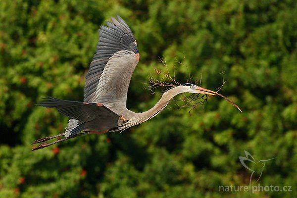 Volavka velká (Ardea herodias), Volavka velká (Ardea herodias), Great Blue Heron, Autor: Ondřej Prosický | NaturePhoto.cz, Model: Canon EOS-1D Mark II N, Objektiv: Canon EF 400mm f/5.6 L USM + TC Kenko 1,5x, Ohnisková vzdálenost (EQ35mm): 640 mm, fotografováno z ruky, Clona: 6.3, Doba expozice: 1/1250 s, ISO: 200, Kompenzace expozice: -2/3 EV, Blesk: ne, Vytvořeno: 20. ledna 2007 9:17, Venice, Florida (USA)