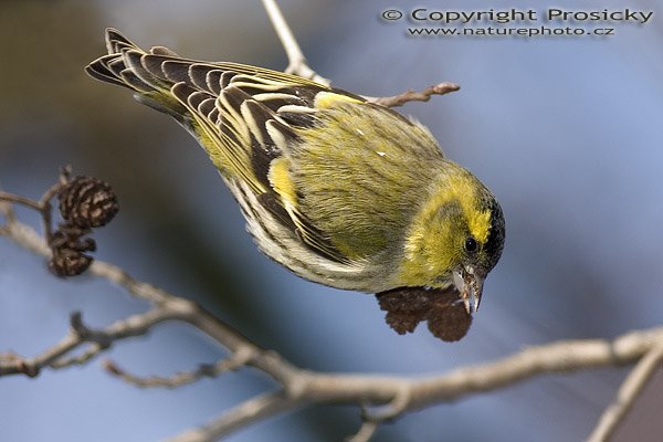 Čížek lesní (Carduelis spinus), Čížek lesní (Carduelis spinus), Autor: Ondřej Prosický, model aparátu: Canon EOS 300D DIGITAL, objektiv: Canon EF 400mm f/5,6 L USM, monopod Manfrotto 681B + 234RC, clona: 5.6, doba expozice: 1/200 s, ISO: 100, vyvážení expozice: +1/3, blesk: ano, vytvořeno: 5. února 2005 11:47, na břehu Berounky (ČR)