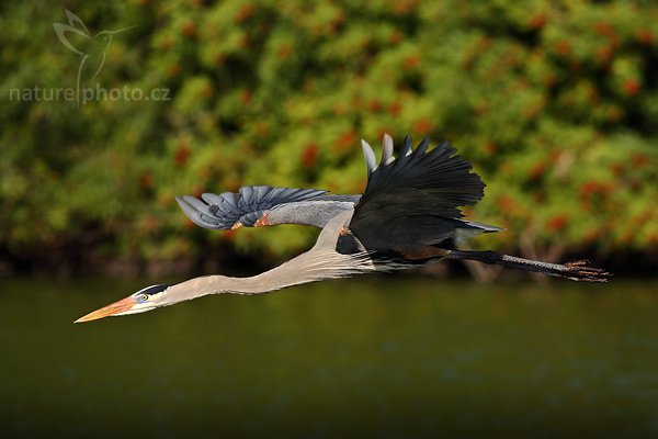 Volavka velká (Ardea herodias), Volavka velká (Ardea herodias), Great Blue Heron, Autor: Ondřej Prosický | NaturePhoto.cz, Model: Canon EOS-1D Mark II N, Objektiv: Canon EF 400mm f/5.6 L USM + TC Kenko 1,5x, Ohnisková vzdálenost (EQ35mm): 640 mm, fotografováno z ruky, Clona: 6.3, Doba expozice: 1/1250 s, ISO: 200, Kompenzace expozice: -2/3 EV, Blesk: ne, Vytvořeno: 20. ledna 2007 9:25, Venice, Florida (USA)