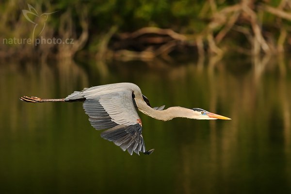 Volavka velká (Ardea herodias), Volavka velká (Ardea herodias), Great Blue Heron, Autor: Ondřej Prosický | NaturePhoto.cz, Model: Canon EOS-1D Mark II N, Objektiv: Canon EF 400mm f/5.6 L USM + TC Kenko 1,5x, Ohnisková vzdálenost (EQ35mm): 640 mm, fotografováno z ruky, Clona: 6.3, Doba expozice: 1/1250 s, ISO: 160, Kompenzace expozice: -2/3 EV, Blesk: ne, Vytvořeno: 20. ledna 2007 10:24, Venice, Florida (USA)