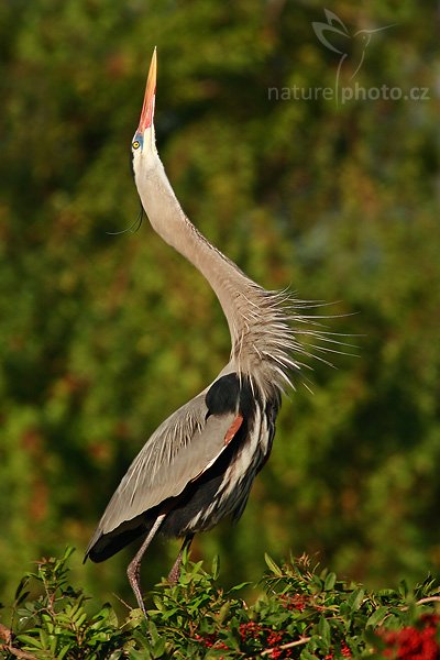 Volavka velká (Ardea herodias), Volavka velká (Ardea herodias), Great Blue Heron, Autor: Ondřej Prosický | NaturePhoto.cz, Model: Canon EOS-1D Mark II N, Objektiv: Canon EF 400mm f/5.6 L USM + TC Canon 2x, Ohnisková vzdálenost (EQ35mm): 1040 mm, stativ Gitzo 1227, Clona: 11, Doba expozice: 1/250 s, ISO: 160, Kompenzace expozice: 0 EV, Blesk: ne, Vytvořeno: 17. ledna 2007 9:16, Venice, Florida (USA)