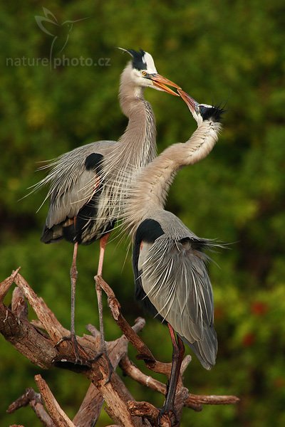 Volavka velká (Ardea herodias), Volavka velká (Ardea herodias), Great Blue Heron, Autor: Ondřej Prosický | NaturePhoto.cz, Model: Canon EOS-1D Mark II N, Objektiv: Canon EF 400mm f/5.6 L USM + TC Canon 2x, Ohnisková vzdálenost (EQ35mm): 1040 mm, stativ Gitzo 1227, Clona: 11, Doba expozice: 1/250 s, ISO: 250, Kompenzace expozice: 0 EV, Blesk: ano (externí Sigma EF-500 DG Super + BB, -1 EV), Vytvořeno: 17. ledna 2007 8:32, Venice, Florida (USA)