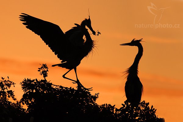 Volavka velká (Ardea herodias), Volavka velká (Ardea herodias), Great Blue Heron, Autor: Ondřej Prosický | NaturePhoto.cz, Model: Canon EOS 20D, Objektiv: Canon EF 400mm f/5.6 L USM + TC Kenko 1,5x, Ohnisková vzdálenost (EQ35mm): 960 mm, stativ Gitzo 1227, Clona: 5.6, Doba expozice: 1/3200 s, ISO: 400, Kompenzace expozice: 0 EV, Blesk: ne, Vytvořeno: 15. ledna 2007 18:00, Venice, Florida (USA)