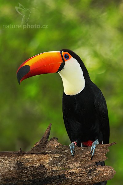 Tukan obrovský (Ramphastos toco), Fotografie: Tukan obrovský (Ramphastos toco), Toco Toucan, Autor: Ondřej Prosický | NaturePhoto.cz, Model: Canon EOS-1D Mark II N, Objektiv: Canon EF 400mm f/5.6 L USM, Ohnisková vzdálenost (EQ35mm): 520 mm, stativ Gitzo 1227, Clona: 5.6, Doba expozice: 1/200 s, ISO: 500, Kompenzace expozice: 0 EV, Blesk: ano (externí Sigma EF-500 DG Super + BB, -2 EV), Vytvořeno: 19. ledna 2007 10:57, ZOO Tampa, Florida (USA)