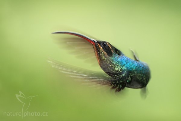 Kolibřík šedobřichý (Phaethornis guy), Fotografie: Kolibřík šedobřichý (Phaethornis guy), Green Hermit, Autor: Ondřej Prosický | NaturePhoto.cz, Model: Canon EOS 5D, Objektiv: Canon EF 200mm f/2.8 L USM + TC Canon 2x, Ohnisková vzdálenost (EQ35mm): 400.00 mm, stativ Gitzo 1227, Clona: 5.6, Doba expozice: 1/200 s, ISO: 500, Kompenzace expozice: 0, Blesk: Ano (externí Sigma EF-500 DG Super, -2 EV, Better Beamer), Vytvořeno: 10. prosince 2006 14:30, La Paz (Kostarika)