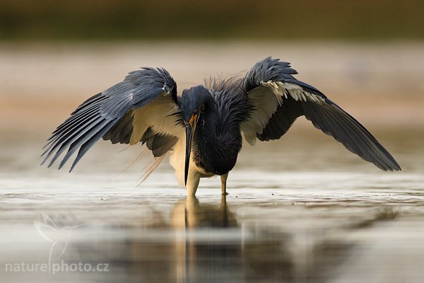 Volavka tříbarvá (Egretta tricolor), Volavka tříbarvá (Egretta tricolor), Tricolored Heron, Autor: Ondřej Prosický | NaturePhoto.cz, Aparát: Canon EOS-1D Mark II N, Objektiv: Canon EF 400mm f/5.6 L USM, Ohnisková vzdálenost (EQ35mm): 520.00 mm, stativ Gitzo 1227, Clona: 5.6, Doba expozice: 1/400 s, ISO: 250, Kompenzace expozice: 0, Blesk: ne, Vytvořeno: 11. ledna 2007 7:07, Little Estero Lagoon, Ft. Myers Beach, (Florida, USA)