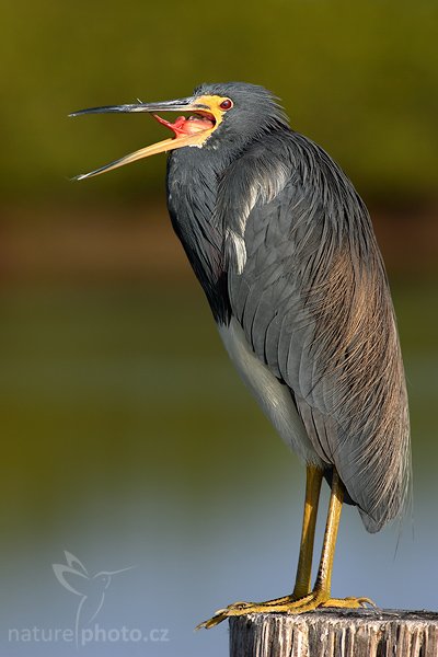 Volavka tříbarvá (Egretta tricolor), Volavka tříbarvá (Egretta tricolor), Tricolored Heron, Autor: Ondřej Prosický | NaturePhoto.cz, Aparát: Canon EOS-1D Mark II N, Objektiv: Canon EF 400mm f/5.6 L USM, Ohnisková vzdálenost (EQ35mm): 520.00 mm, stativ Gitzo 1227, Clona: 8.0, Doba expozice: 1/500 s, ISO: 100, Kompenzace expozice: -2/3 EV, Blesk: ne, Vytvořeno: 12. ledna 2007 9:07, Little Estero Lagoon, Ft. Myers Beach, (Florida, USA)