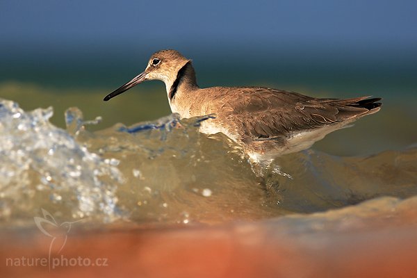 Vodouš břehoušovitý (Catoptrophorus semipalmatus), Fotografie: Vodouš břehoušovitý (Catoptrophorus semipalmatus), Willet, Autor: Ondřej Prosický, Fotoparát: Canon EOS 1D Mark II N, Objektiv: Canon EF 400mm f/5.6 L USM, PL filtr Hoya, Ohnisková vzdálenost (EQ35mm): 520 mm, objektiv opřen o šutr, Clona: 6.3, Doba expozice: 1/500 s, ISO: 100, Režim měření expozice: se zdůrazněným středem, Kompenzace expozice: 0 EV, Blesk: ne, Vytvořeno: 14. ledna 2007 11:45, Little Estero Lagoon, Ft. Myers Beach, Florida (USA)