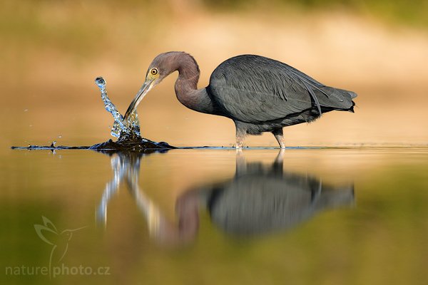 Volavka modrošedá (Egretta caerulea), Volavka modrošedá (Egretta caerulea), Little Blue Heron, Autor: Ondřej Prosický | NaturePhoto.cz, Model: Canon EOS-1D Mark II N, Objektiv: Canon EF 400mm f/5.6 L USM, Ohnisková vzdálenost (EQ35mm): 520.00 mm, stativ Gitzo 1227, Clona: 6.3, Doba expozice: 1/800 s, ISO: 100, Kompenzace expozice: 0 EV, Blesk: ne, Vytvořeno: 12. ledna 2007 9:14, Little Estero Lagoon, Ft. Myers Beach (Florida, USA)